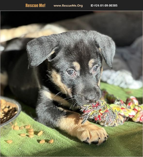 ADOPT 24010900385 German Shepherd Rescue Apple Valley, CA