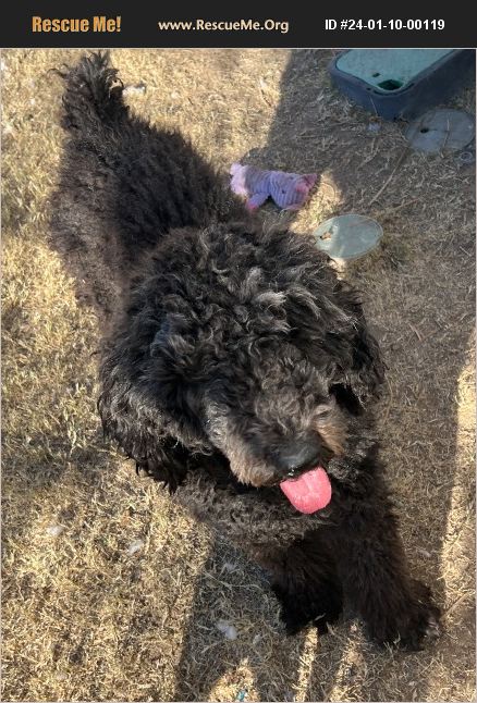 ADOPT 24011000119 ~ Poodle Rescue ~ Las Vegas, NV