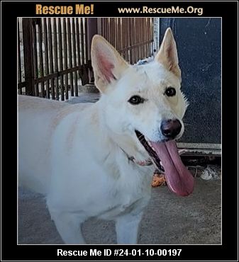 White german shepherd rescue best sale near me