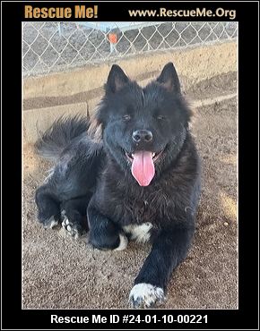 - California Akita Rescue - ADOPTIONS - Rescue Me!