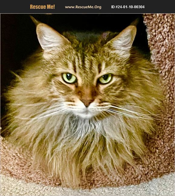 ADOPT 24011000304 Maine Coon Rescue Tierra Verde, FL