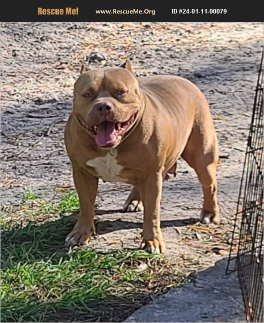 ADOPT 24011100079 Pit Bull Rescue Lakeland, FL