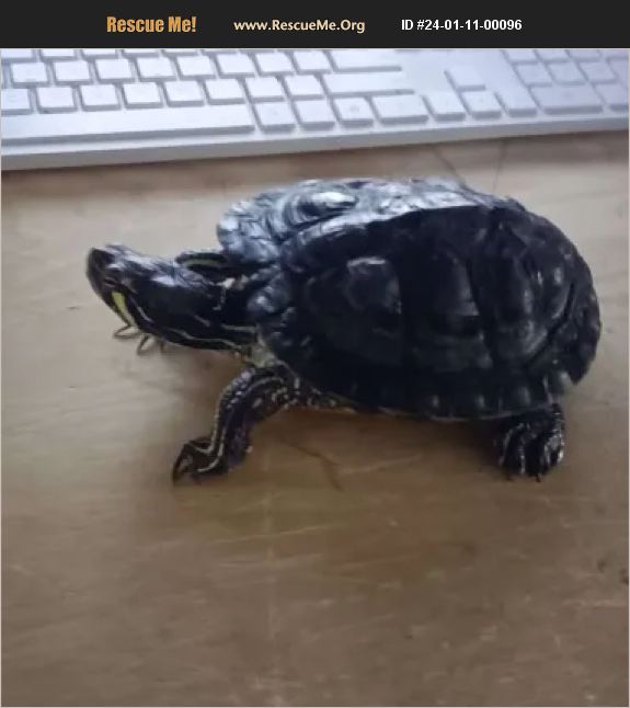 ADOPT 24011100096 Reptile/Amphibian Rescue Atlanta, GA