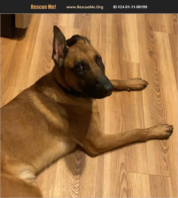 adopt-24011100199-belgian-malinois-rescue-seneca-sc
