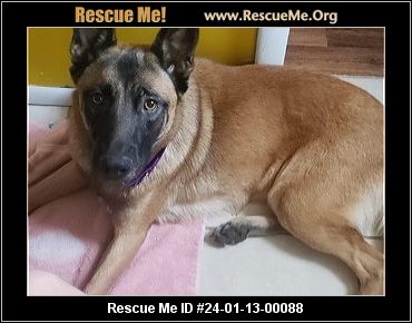 Belgian malinois rescue near 2024 me