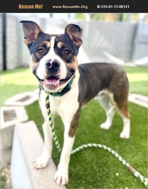 ADOPT 24011300141 Pit Bull Rescue Salt Lake City, UT