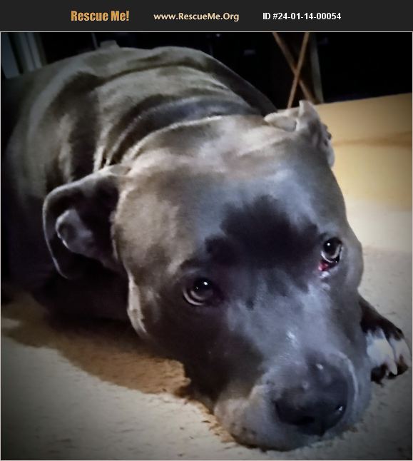 ADOPT 24011400054 Pit Bull Rescue Mt. Juliet, TN