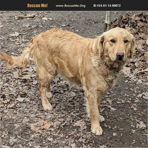 ADOPT 24011400072 Golden Retriever Rescue Capon Bridge, WV