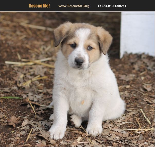 ADOPT 24011400264 Australian Cattle Dog Rescue Paso Robles, CA