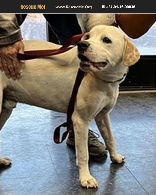 ADOPT 24011500036 Lab Rescue Casa Grande, AZ