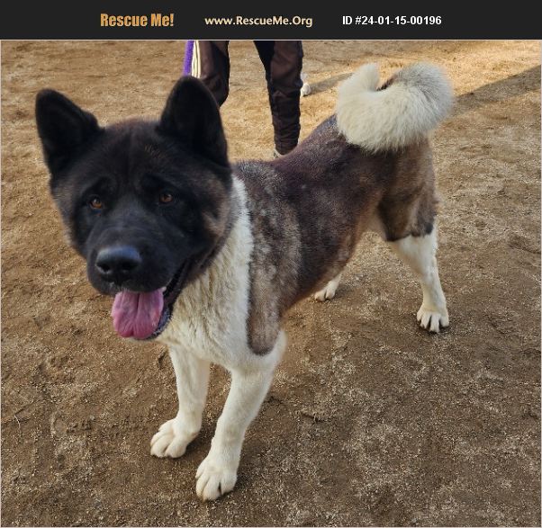 ADOPT 24011500196 Akita Rescue Romoland, CA