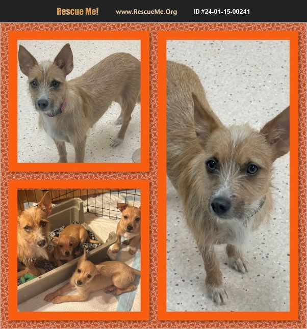 ADOPT 24011500241 Norwich Terrier Rescue Auburn, WA