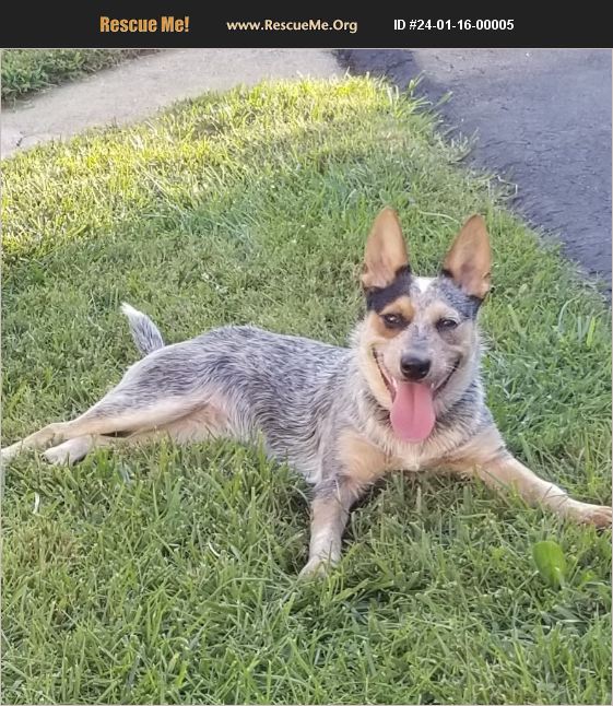 ADOPT 24011600005 Australian Cattle Dog Rescue Winchester, VA