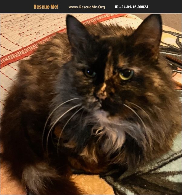 ADOPT 24011600024 Norwegian Forest Cat Rescue California