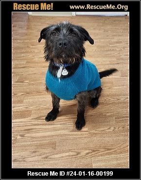 Rescue 2024 me schnauzer