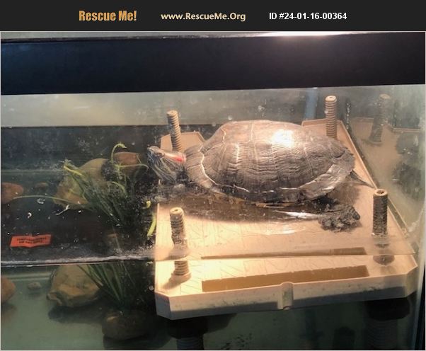 ADOPT 24011600364 ~ Reptile/Amphibian Rescue ~ Allentown, PA