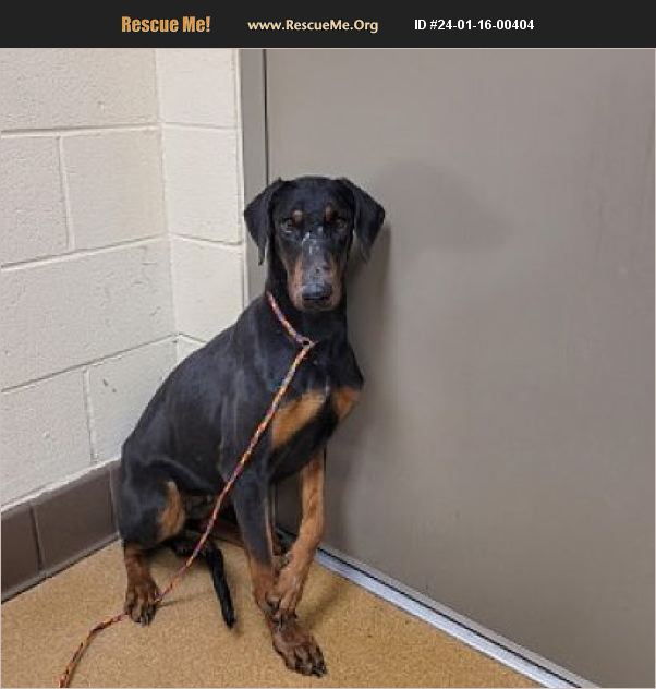 ADOPT 24011600404 Doberman Pinscher Rescue Apple Valley, CA