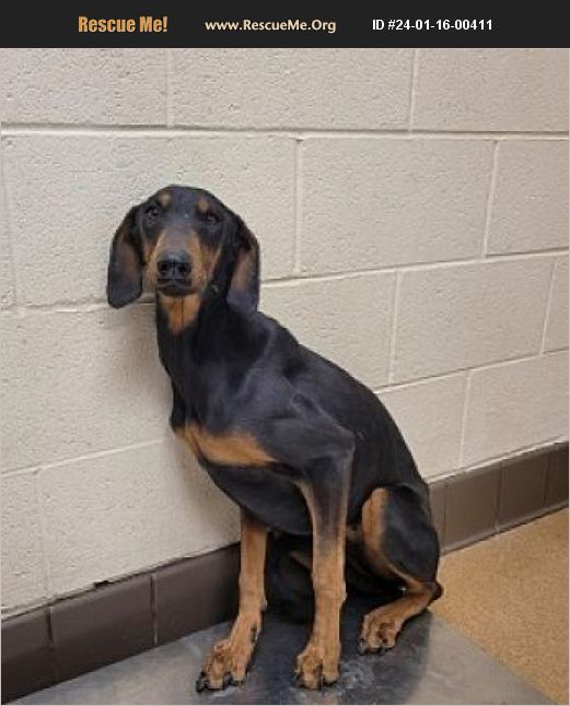 ADOPT 24011600411 Doberman Pinscher Rescue Apple Valley, CA