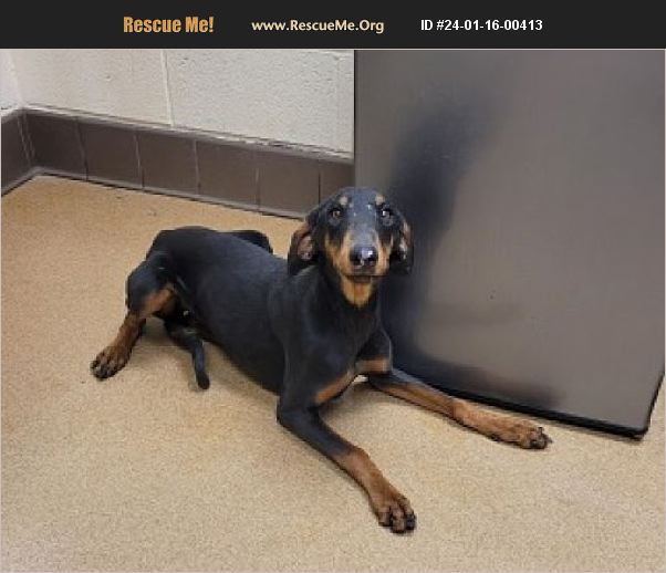 ADOPT 24011600413 Doberman Pinscher Rescue Apple Valley, CA