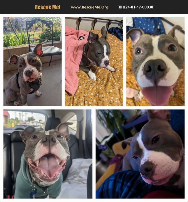 ADOPT 24011700030 Staffordshire Bull Terrier Rescue Long Beach, CA