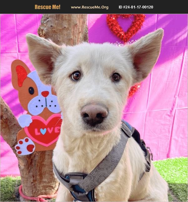 Adopt 24011700120 ~ White Shepherd Rescue ~ Carlsbad, Ca