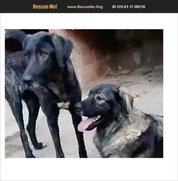 ADOPT 24011700218 Beauceron Rescue Columbus, WI