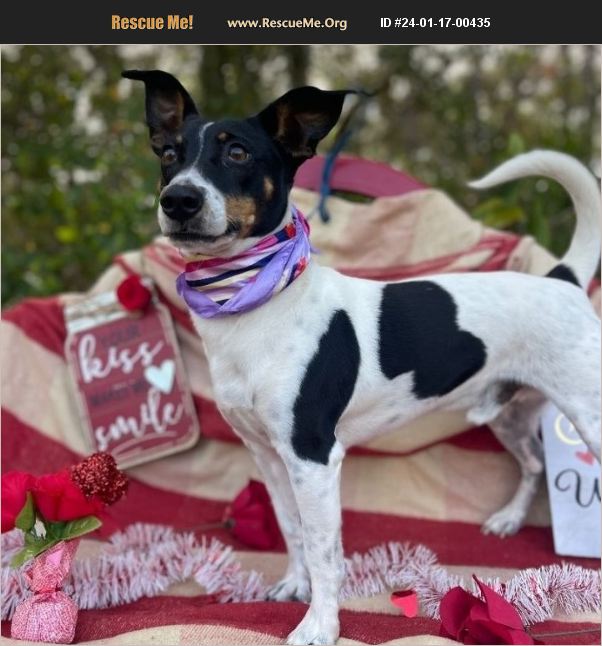 ADOPT 24011700435 Rat Terrier Rescue Sebring, FL