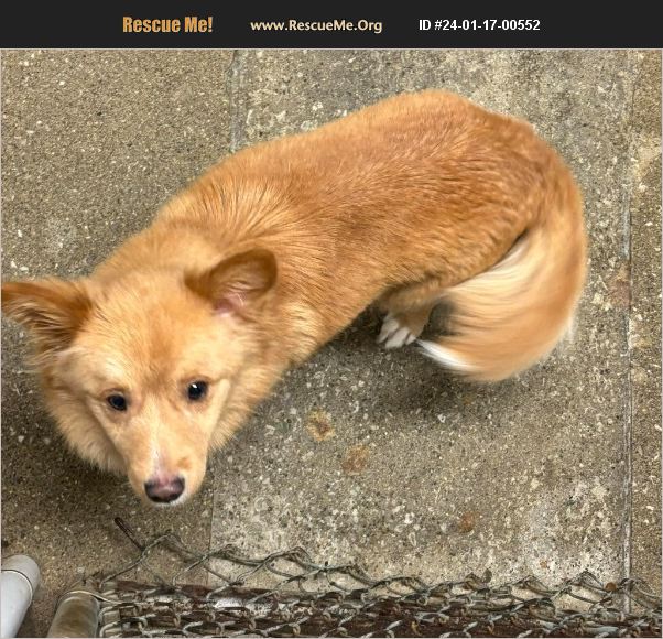 ADOPT 24011700552 Australian Shepherd Rescue Bethel, CT