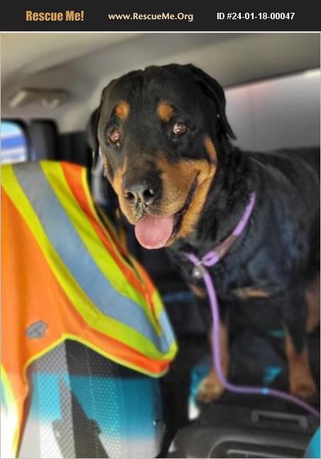 ADOPT 24011800047 Rottweiler Rescue Casa Grande AZ