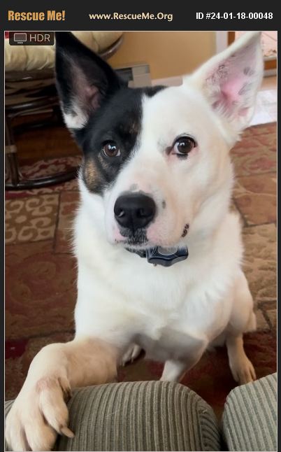 ADOPT 24011800048 ~ Australian Cattle Dog Rescue ~ Washington, PA