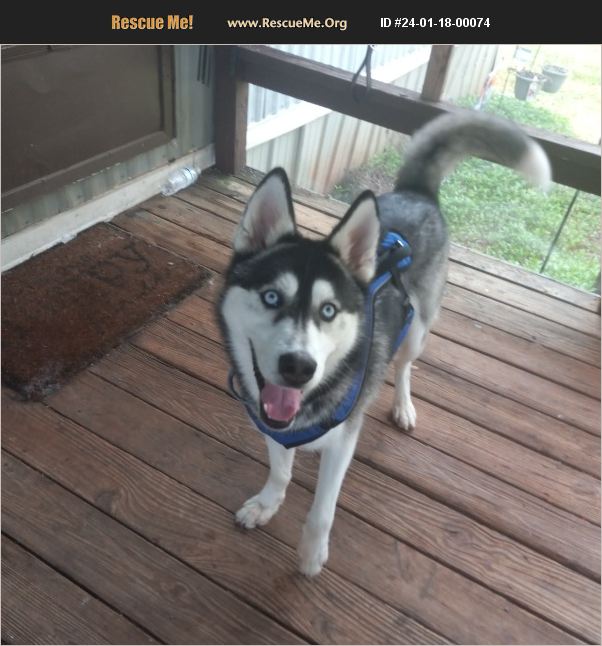 ADOPT 24011800074 Siberian Husky Rescue Mooresboro, NC