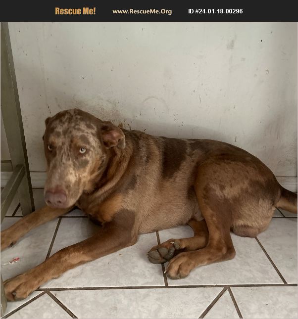 ADOPT 24011800296 Weimaraner Rescue Hemet, CA