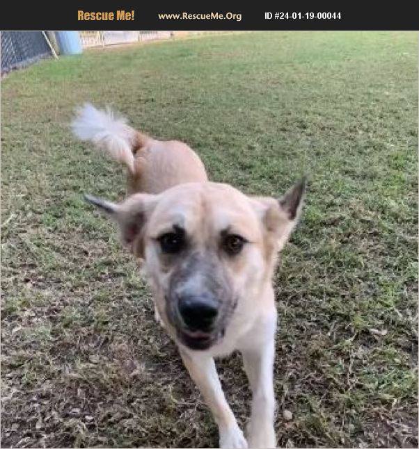 ADOPT 24011900044 German Shepherd Rescue Jurupa Valley, CA