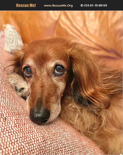 ADOPT 24011900145 Dachshund Rescue Virginia