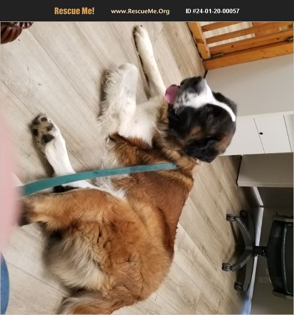 ADOPT 24012000057 Saint Bernard Rescue Wilmington, NC