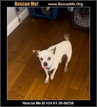 - California Chihuahua Rescue - Adoptions - Rescue Me!