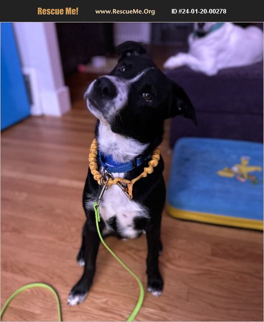 ADOPT 24012000278 Border Collie Rescue Paso Robles, CA