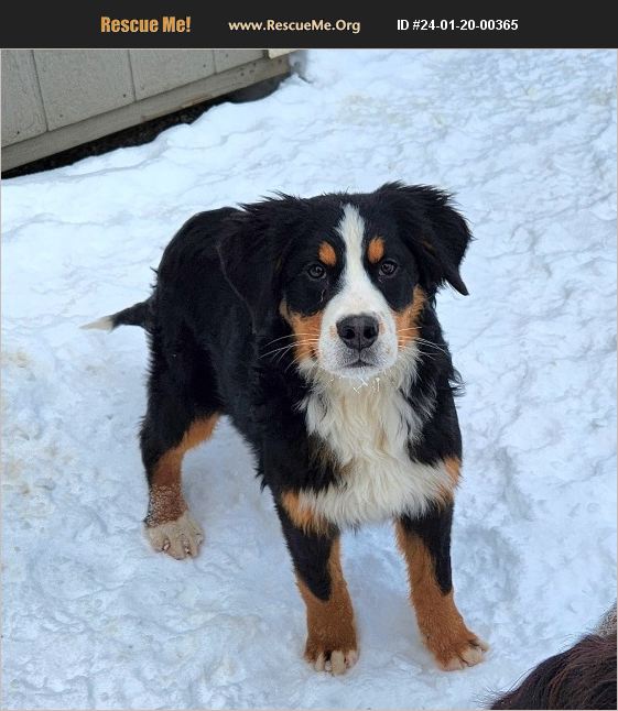 Adopt 24012000365 ~ Bernese Mountain Dog Rescue ~ Liberty Center, Oh