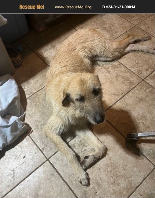 ADOPT 24012100014 Irish Wolfhound Rescue Tonganoxie, KS