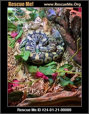 - Rhode Island Reptile/Amphibian Rescue - ADOPTIONS - Rescue Me!