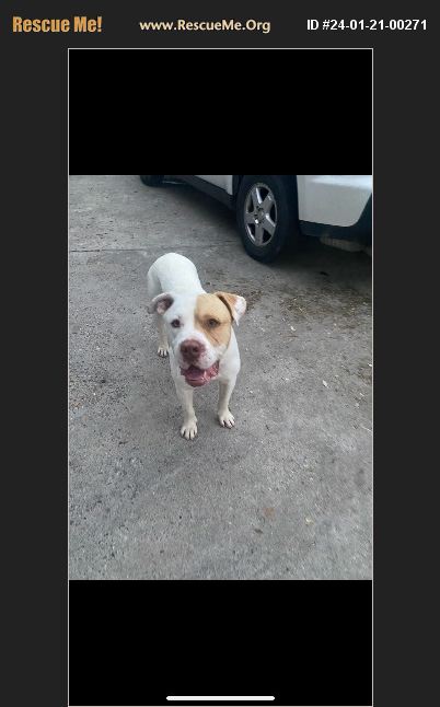 ADOPT 24012100271 Pit Bull Rescue Beeville TX adopt-24012100271-pit-bull-rescue-beeville-tx
