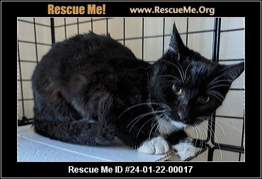 - California Cat Rescue - Adoptions - Rescue Me!