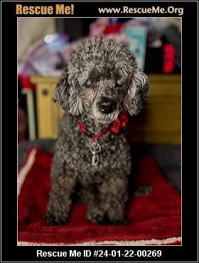 La hot sale poodle rescue