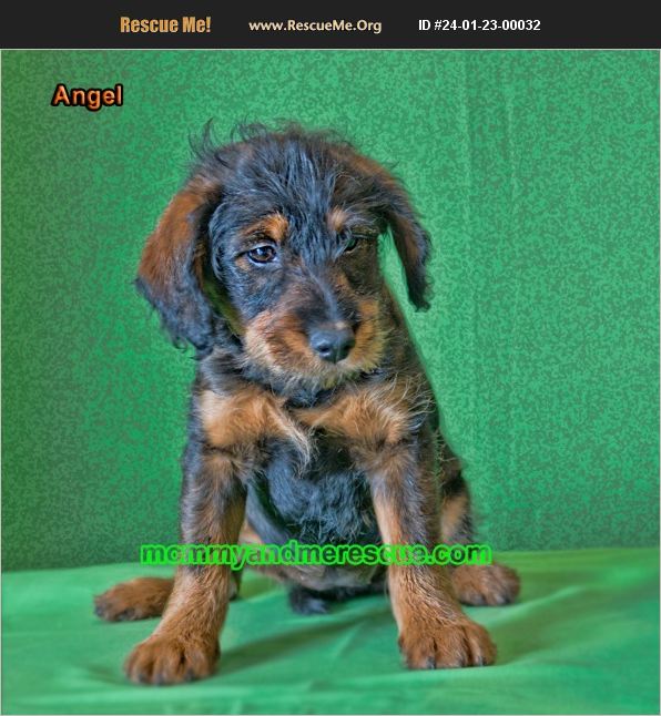 ADOPT 24012300032 Golden Retriever Rescue Mount Carmel, PA