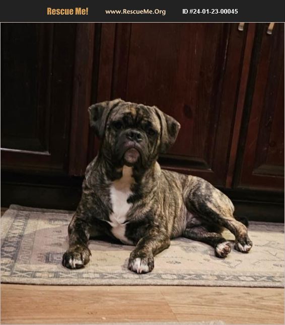 ADOPT 24012300045 Pug Rescue Peninsula, OH