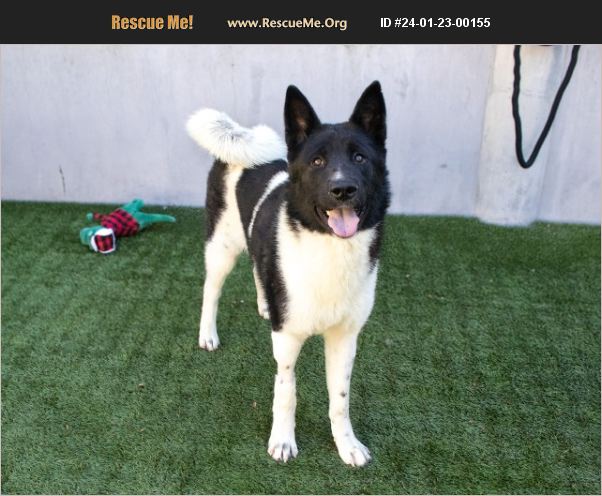 ADOPT 24012300155 ~ Akita Rescue ~ Los Angeles County, CA