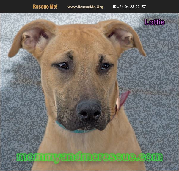 ADOPT 24012300157 German Shepherd Rescue Mount Carmel, PA