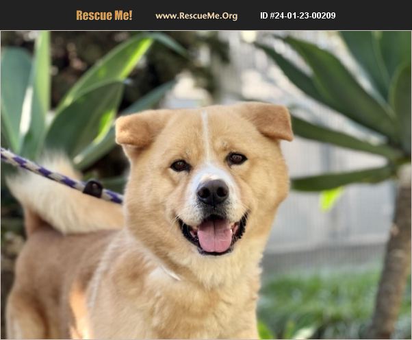 ADOPT 24012300209 ~ Akita Rescue ~ Los Angeles, CA