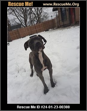 Boxer rescue hot sale wny