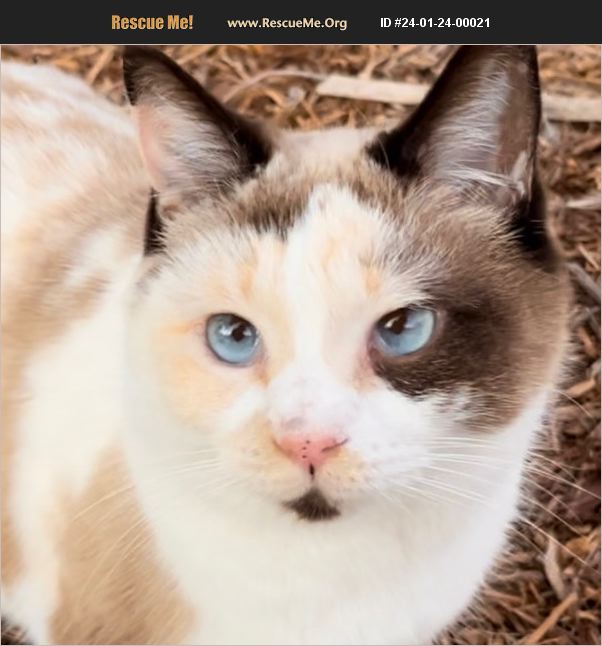 ADOPT 24012400021 Snowshoe Rescue New Braunfels, TX